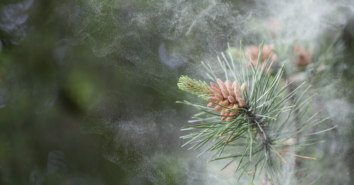 Raleigh ranks top 10 worst metros for allergies