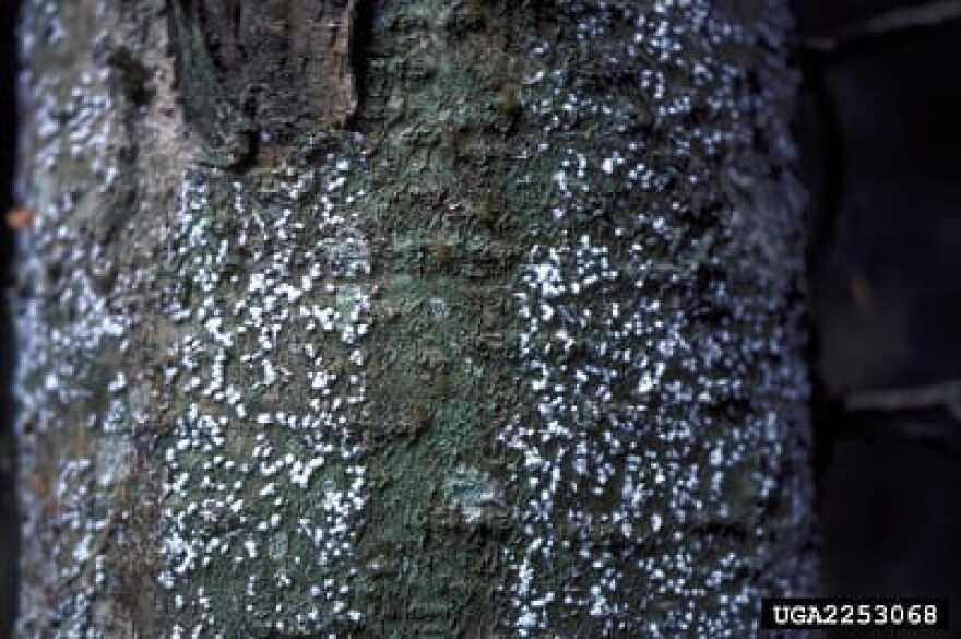 Tiny white, cottony tufts on the trunk of an infested tree.