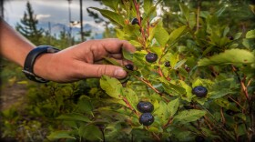 Huckleberries in Glacier Park.