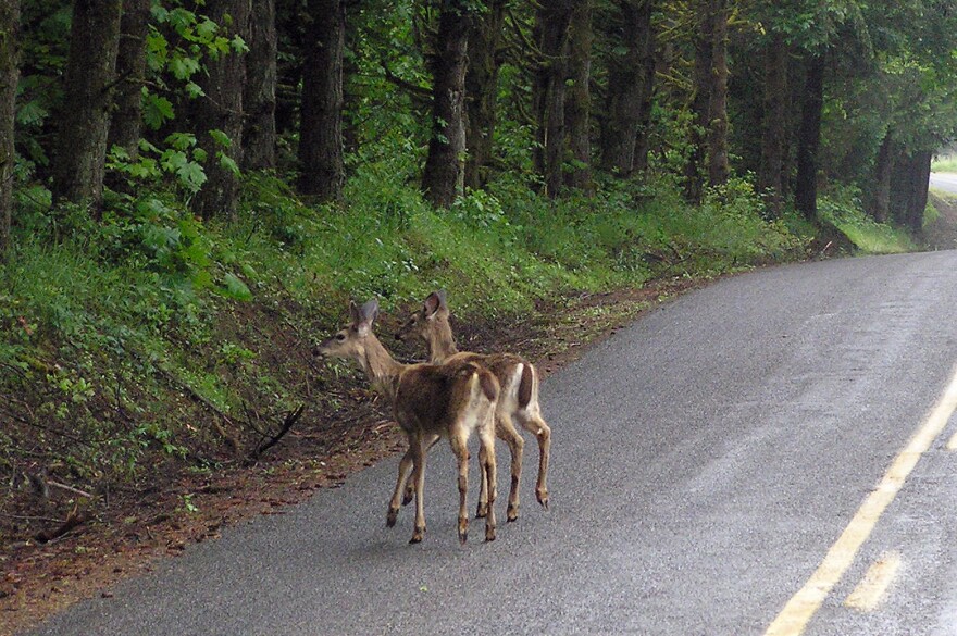 Two black-tailed deer in Oregon. This fall, they enter a mating season, spurring increased movement and activity.