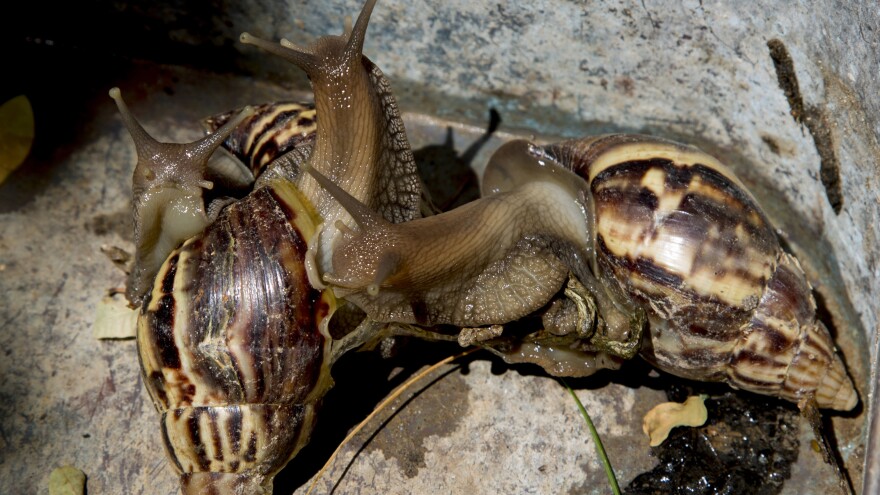 Giant African land snails — seen here in 2019 — have been spotted recently in three counties in Florida, spurring state officials to enact quarantines and eradication efforts against the invasive pests.