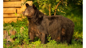 A now-abandoned state plan to euthanize Dolly the bear sparked calls for a comprehensive approach to local bear problems at Tuesday’s Asheville City Council meeting.