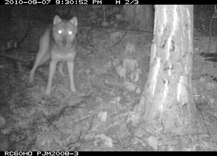 DNA tests confirm that a wolf captured on film by Conservation Northwest volunteers is part of a new wolf pack in the Teanaway area east of Seattle.