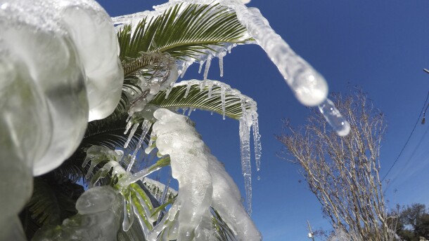 Water is frozen on a tree in Fort Walton Beach, Fla., on Tuesday Jan. 2, 2018 after a resident left his sprinklers on. Temperatures are expected to stay below freezing at night for the Panhandle through Thursday morning. (Nick Tomecek/Northwest Florida Daily News via AP)