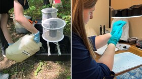 health department employees set a mosquito trap and then test the results, in two side-by-side images