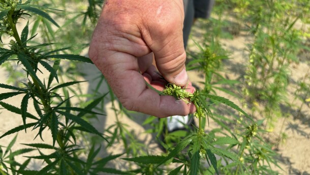 Sean Hackmann inspects the industrial hemp he grows for fiber on his farm in Chamois, Mo. on July 25, 2024. Grandpas Family Farms currently grows just 25 acres of industrial hemp as most of their business is dedicated to growing floral hemp for use in CBD products and smokeable hemp.
