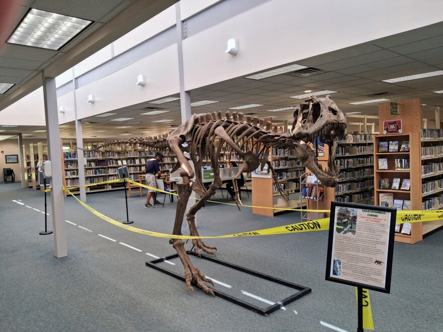 A Tyrannosaur skeleton is on display at the Cortez Public Library as part of its dinosaur-themed summer reading programming.