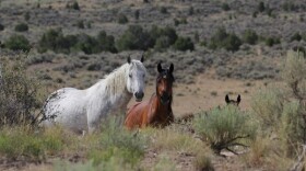 The Piceance-East Douglas Herd Management Area in Colorado.