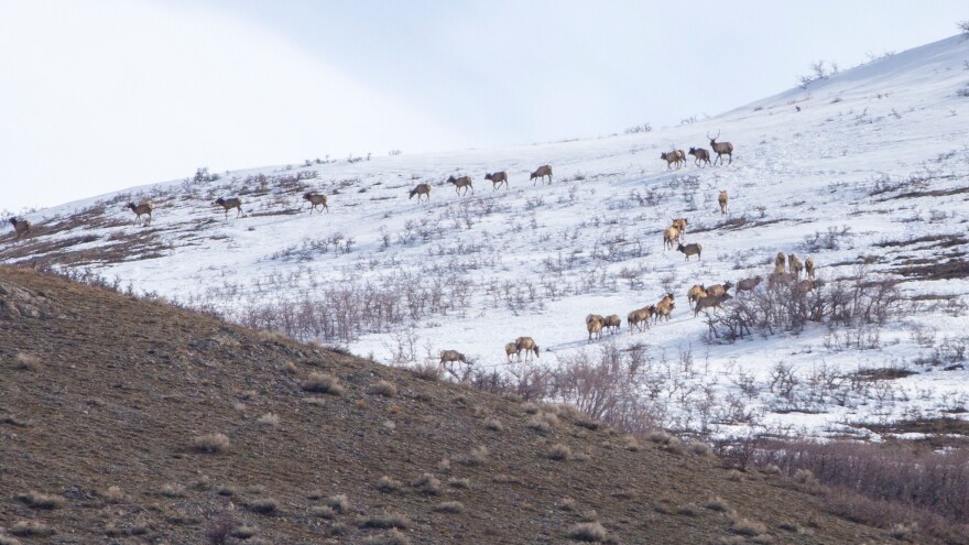 The elk herd moved into the foothills in about 20 minutes Sunday morning.