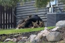 Two moose calves and their mother bed down in a Summit County neighborhood.