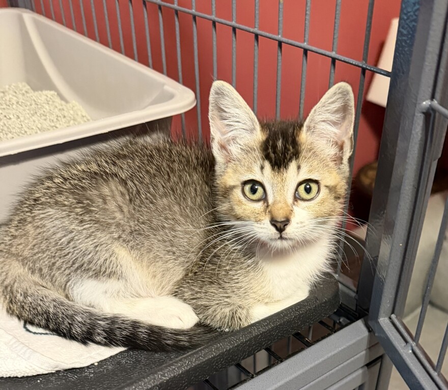 A cat cared for by Wednesday’s Community Cats and Kittens in Seminole County, where a ban on declawing is being considered.