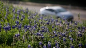 Wildflowers and bluebonnets are pictured off Manor Road in the Mueller development in Austin.