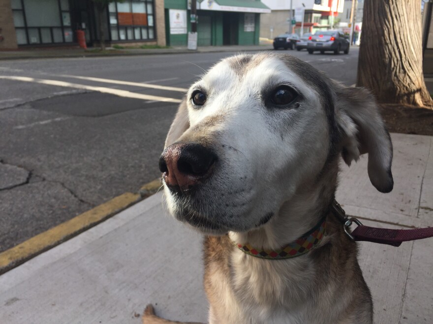 Henry lives in Belltown, where he likes to cuddle, go for walks, and poop. 