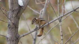 The least chipmunk.