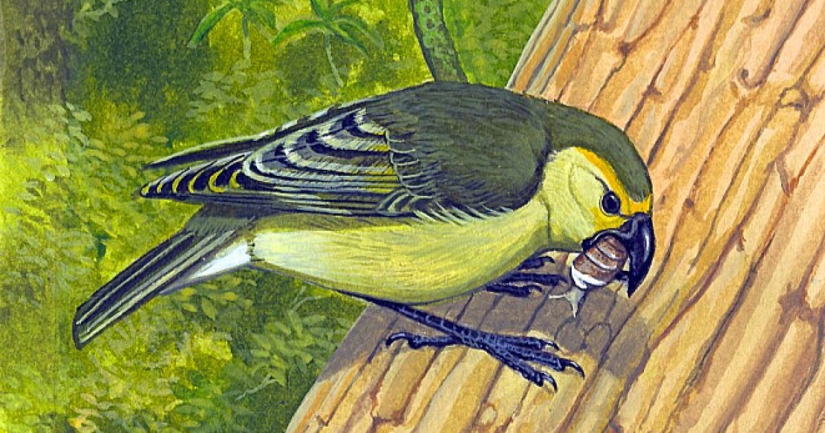 Scientists unlock the 'ancient DNA’ of a long-lost Lānaʻi bird species