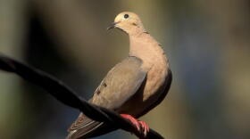A Mourning Dove in Texas.