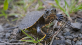 Small turtle walks on grass and stones