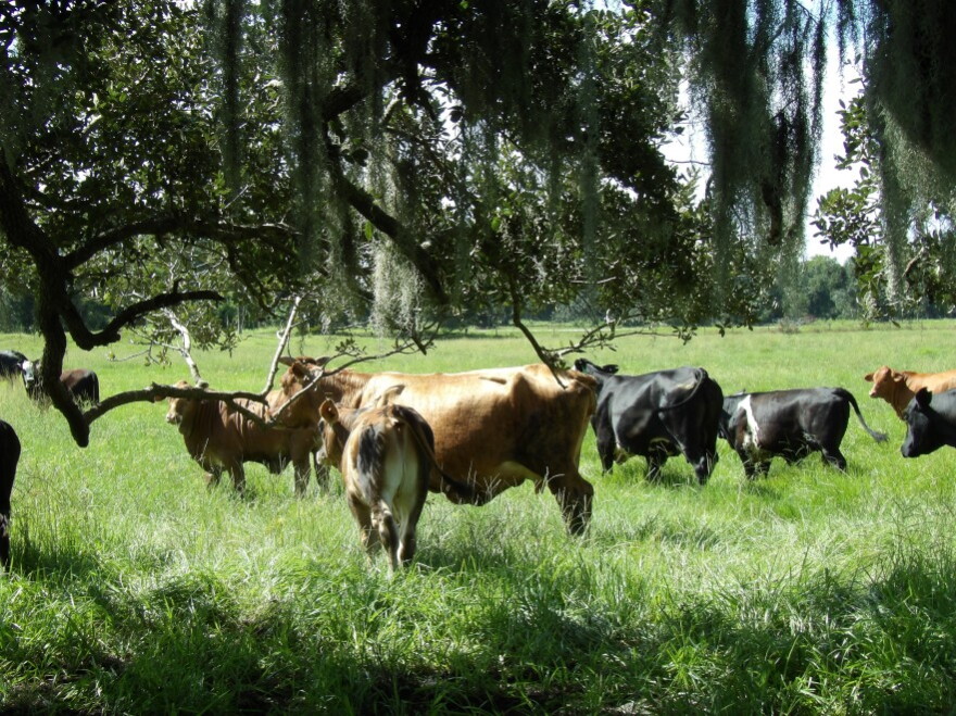 Newt Keen has almost 300 head of cattle in his DeSoto County herd.