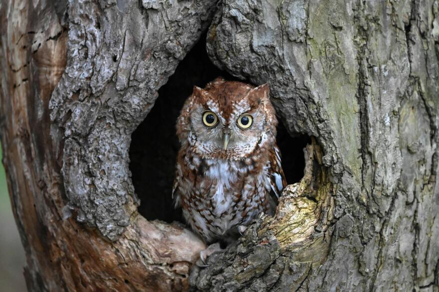 Eastern screech owl