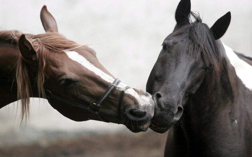 horses_in_love_by_djangelprincess-d5iw7xz_0.jpg