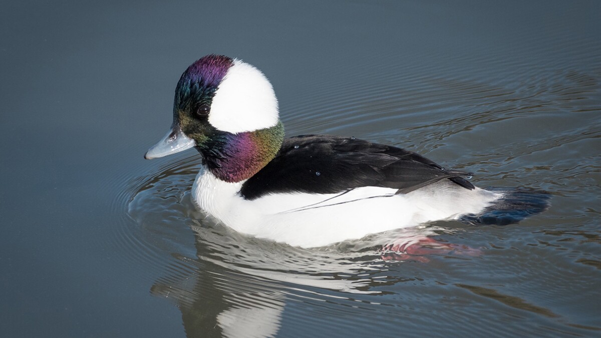 Bufflehead Duck