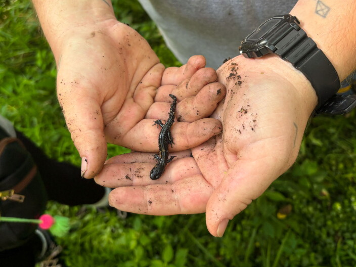 Endangered Blue-Spotted Salamander Disappears From Hartman Reserve, Conservation Efforts Underway