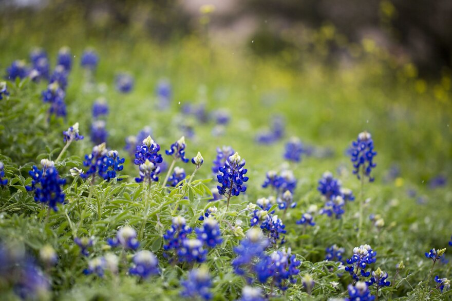 Bluebonnets blooming in downtown Austin near Interstate 35 in February.