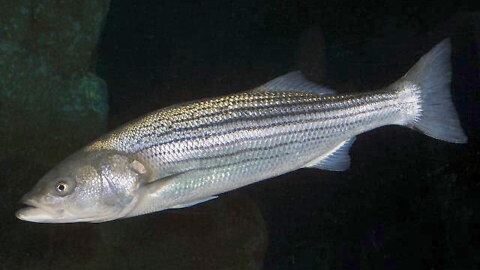 Striped bass are likely to begin their fall migration after this weekend's big storm passes.