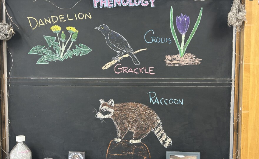 Chalk illustrations show a raccoon, crocus flower, grackle, and dandelion.
