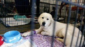 (AP FILE PHOTO) More than 30 Monroe animals are looking for homes.