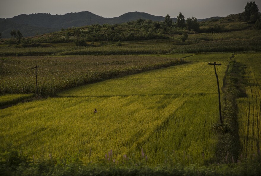 A North Korean farmer stands in the middle of a rice field in a rural area north of the capital city Pyongyang.