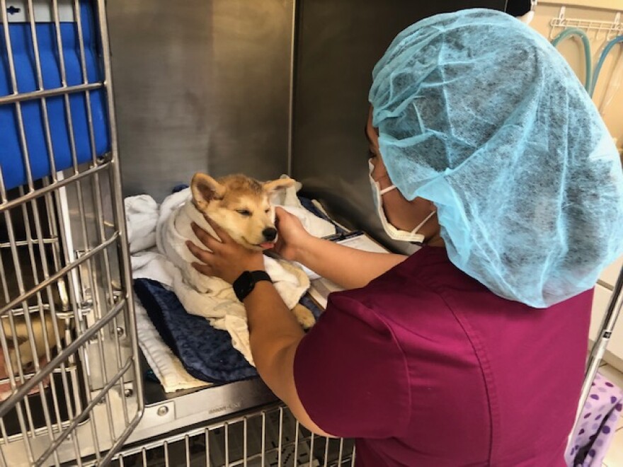 A puppy waking up following a medical procedure at the Human Society of Ventura County. Some Ventura College students are getting hands-on experience through a registered veterinary technician program.