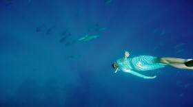 File photo: diver swimming with dolphins