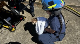 A Eugene Springfield firefighter treats a dog after an apartment fire Friday.