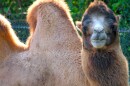 George was the zoo's beloved Bactrian camel.