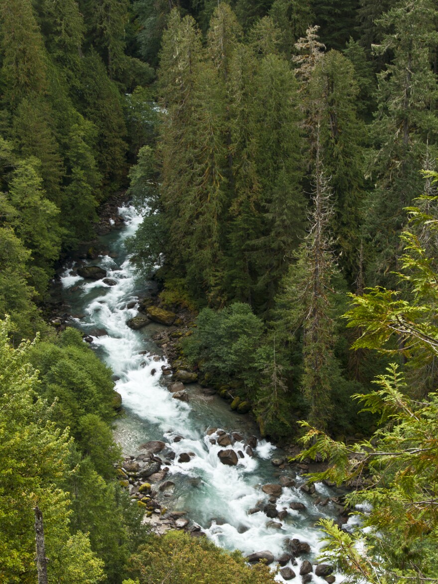 The elaborate treehouse was deep in the Mount Baker-Snoqualmie National Forest in North Cascades, Wash.