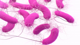 A Centers for Disease Control illustration of a multidrug-resistant bacteria, pseudomonas aeruginosa.