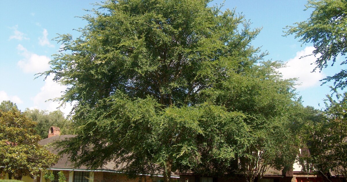 Shade tree benefits you didn't know WRKF