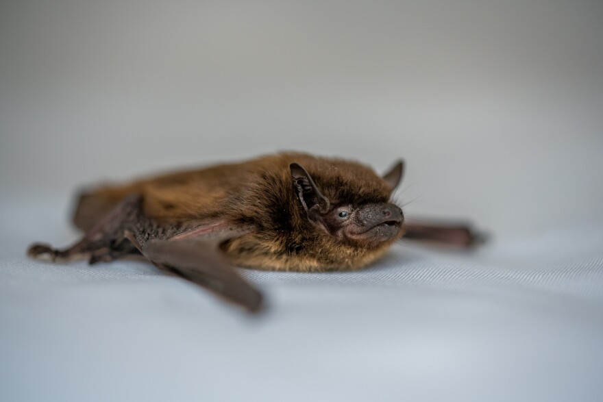 A bat lying on a white background