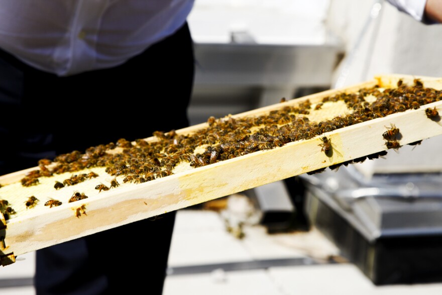 Despite a significant setback at the beginning – one of the queen bees arrived dead and had to be replaced – the NPR hives look healthy and strong.