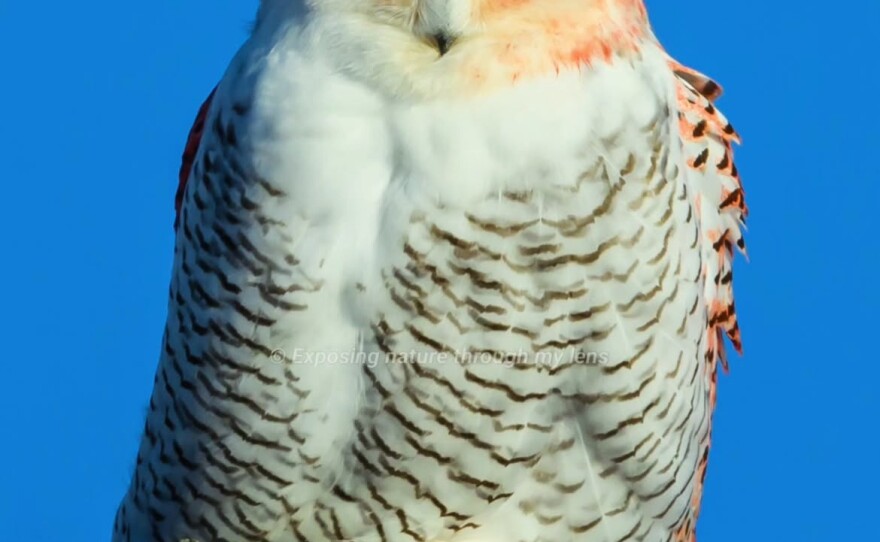 Wildlife photographer Julie Maggert spotted this rare snowy owl with a bright arrange pattern near the thumb in Michigan