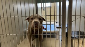 A dog waits to be adopted at the Milwaukee Area Domestic Animal Control Commission in Milwaukee, Wis. Overcrowded shelters in southern states like Texas rely on moving dogs and cats north to be adopted.