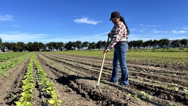 A woman stands in rows of crops, tending to the soil.