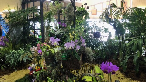 Orchids Santa Barbara County, and around the world are featured at the Santa barbara International Orchid Show,