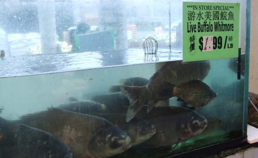 Live fish for sale at the market.