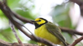 Hooded warbler