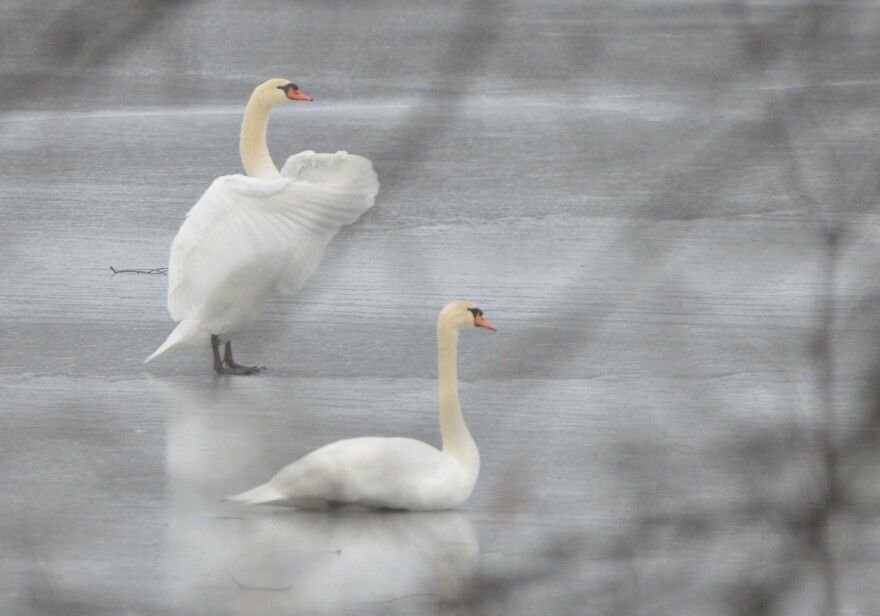 swans on ice 7 x 10.jpg