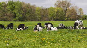 Heifers on Pasture