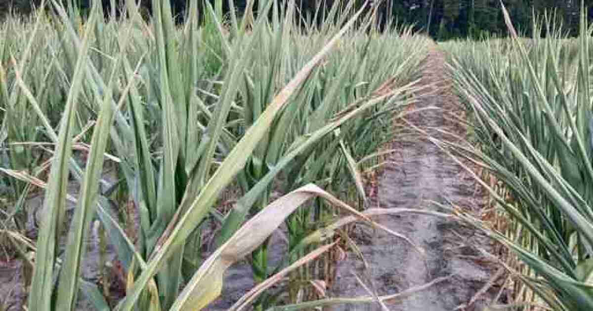Extreme drought conditions tightening their grip on eastern North Carolina