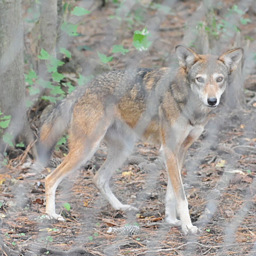 red wolf